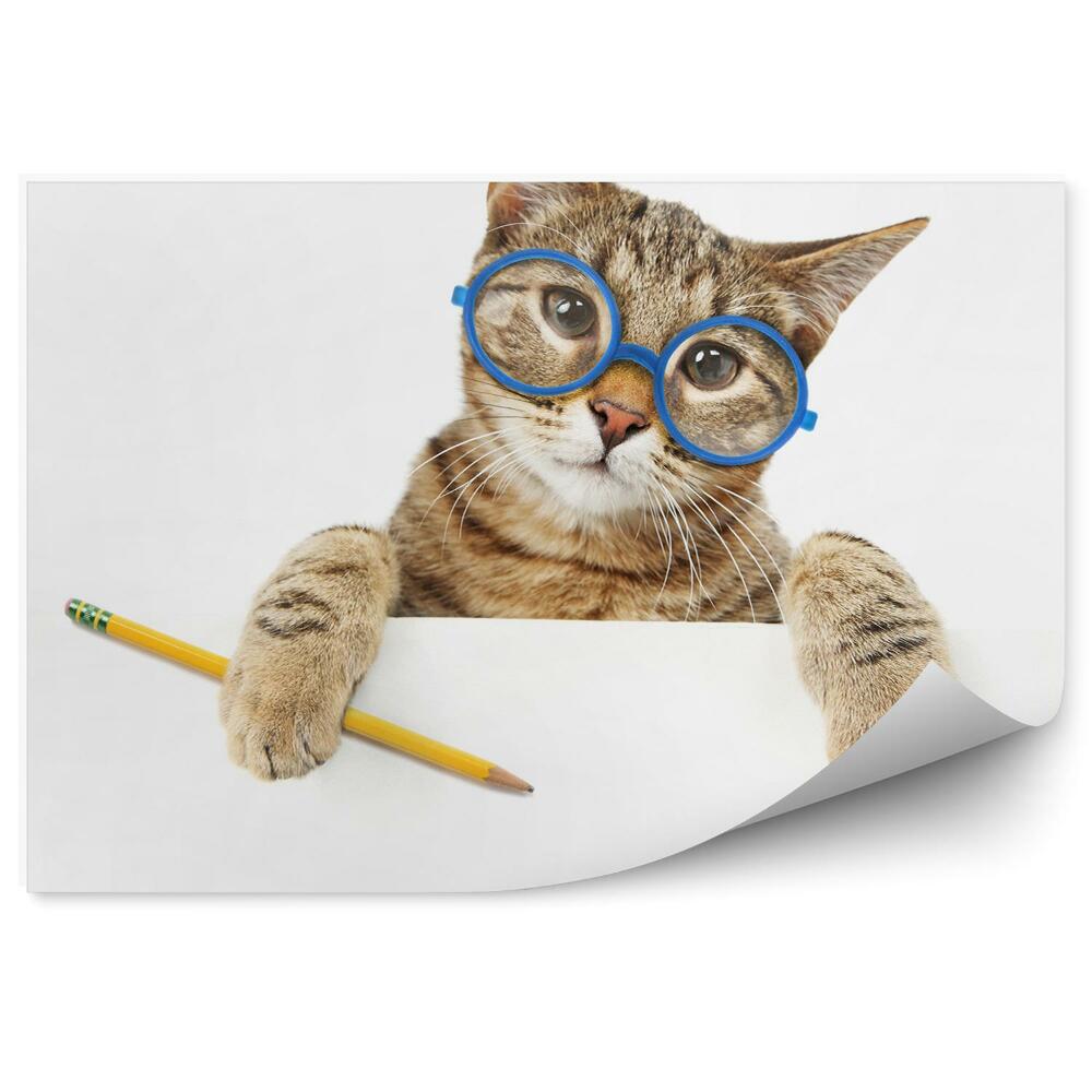Fototapeta Kot ołówek okulary uczeń białe tło