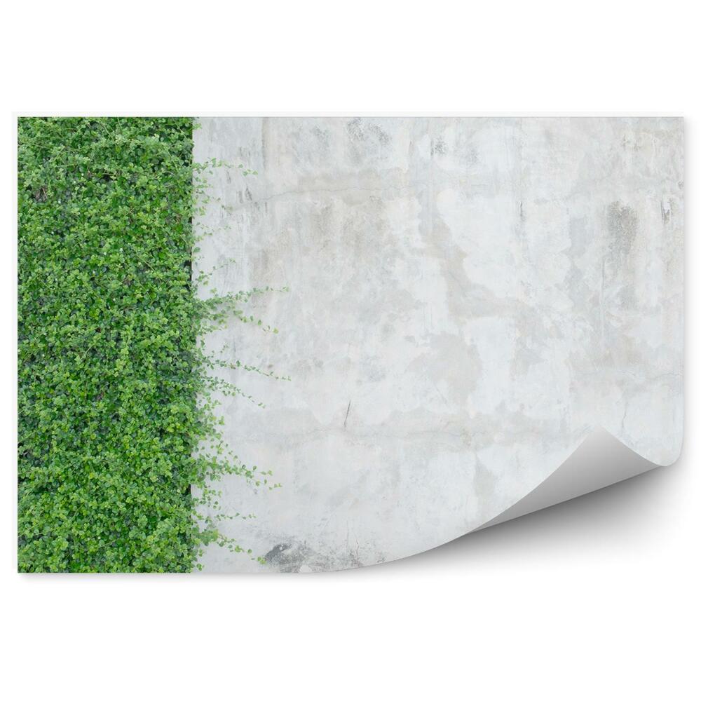Okleina ścienna Betonowa ściana rośliny ozdobne bluszcz