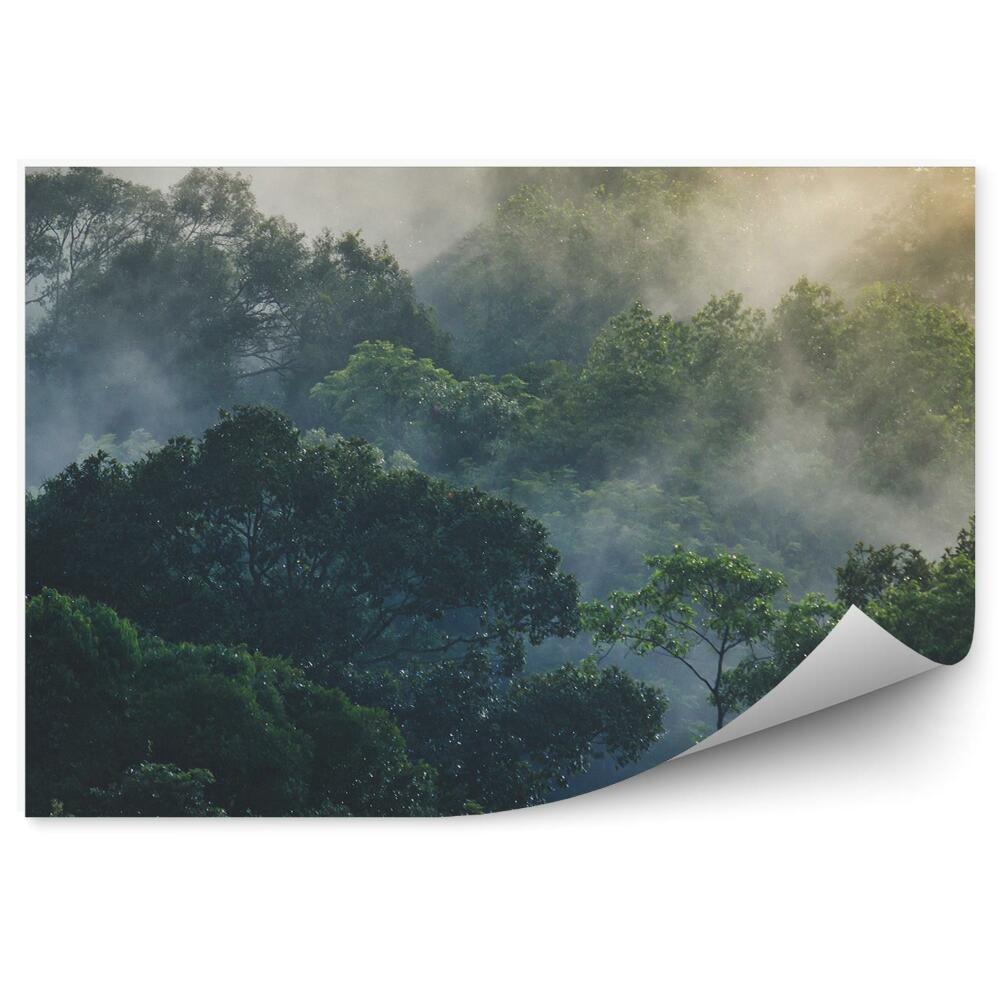 Okleina ścienna Las tropikalny azja mgła