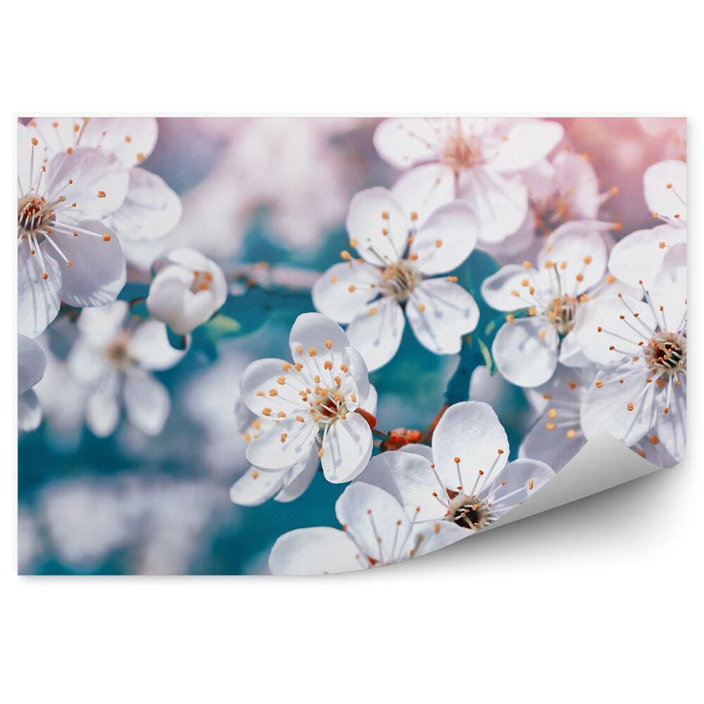 Okleina ścienna Białe kwiaty jabłoni gałązki różowo niebieskie tło