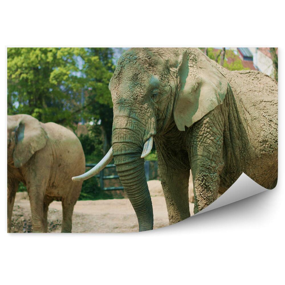 Okleina ścienna Słonie afrykańskie w zoo