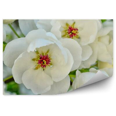 Okleina ścienna Białe kwiaty jabłoni gałąź liście