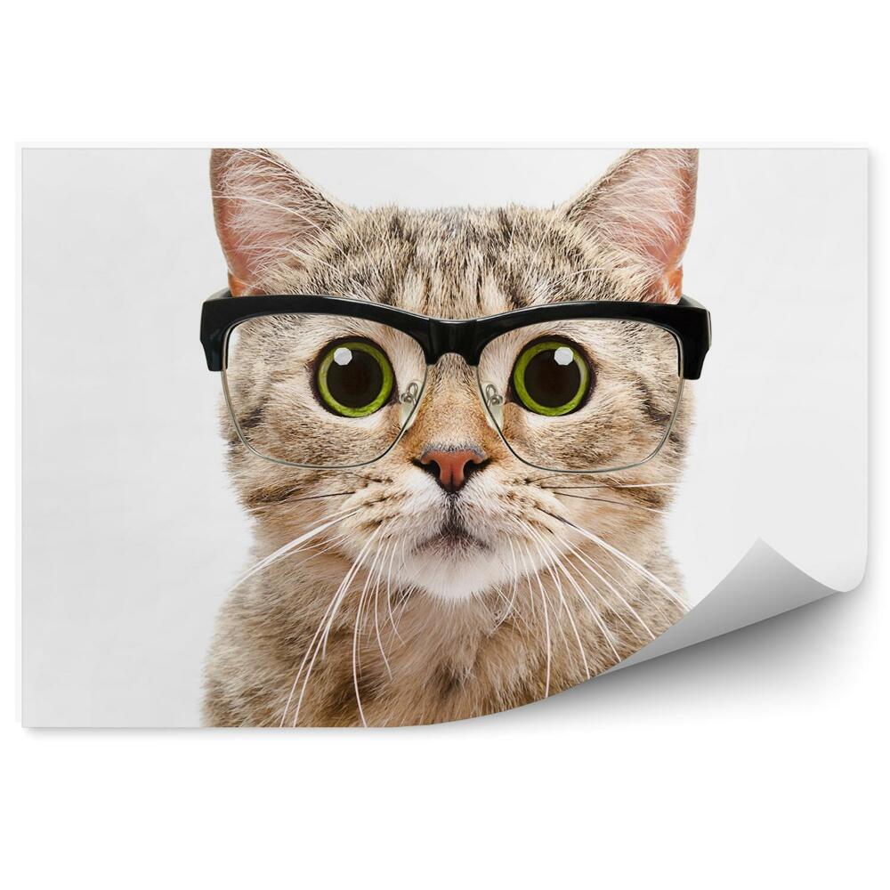 Fototapeta Portret kot okulary zielone oczy białe tło