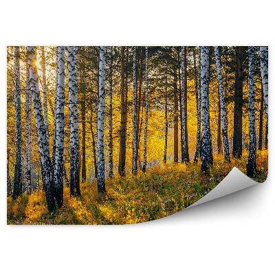 Fototapeta Jesienny las brzozowy