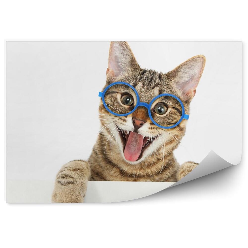 Fototapeta Szczęśliwy kot niebieskie okulary uśmiech białe tło