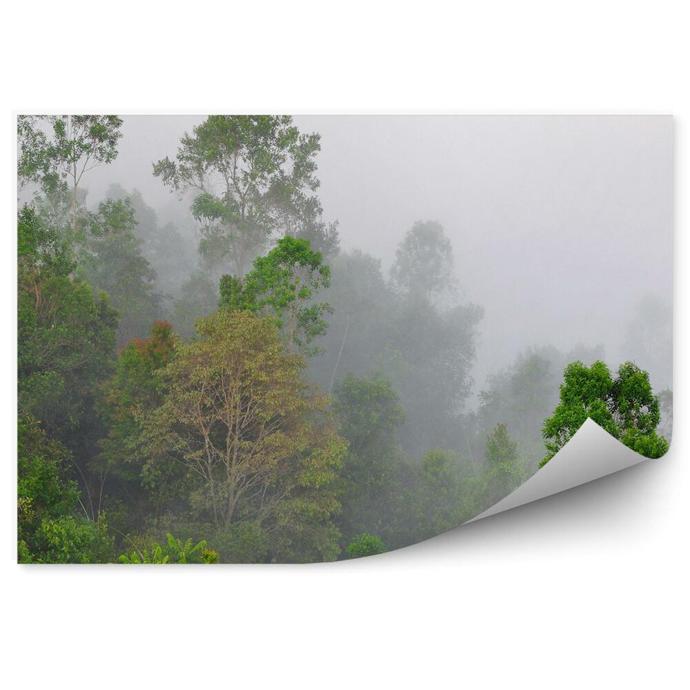 Okleina ścienna Mgła drzewa zielony las