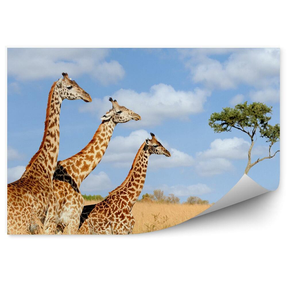 Okleina ścienna Roślinność przyroda kenia afryka żyrafy