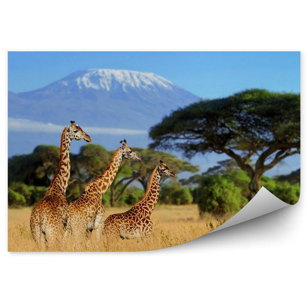 Fototapeta Trzy żyrafy na tle góry kilimandżaro