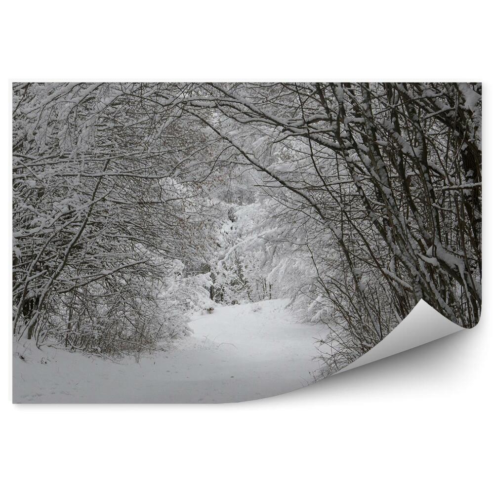 Okleina na ścianę Śnieżny tunel drzewa