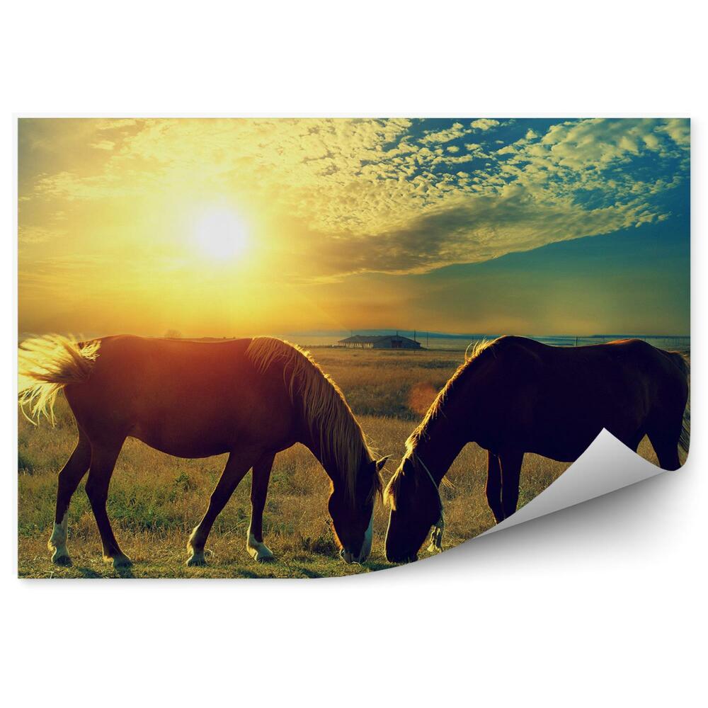 Okleina ścienna Konie wypasane na łące zachód słońca
