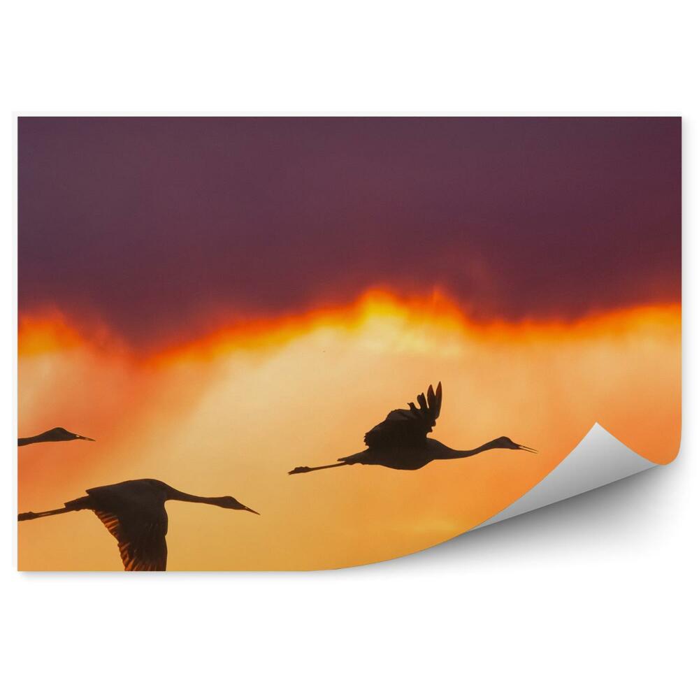 Fototapeta Ptaki żurawie wschód słońca
