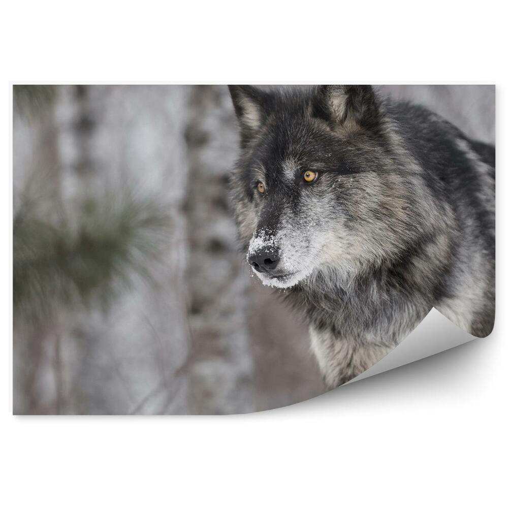 Fototapeta Czarny wilk śnieg las choinka