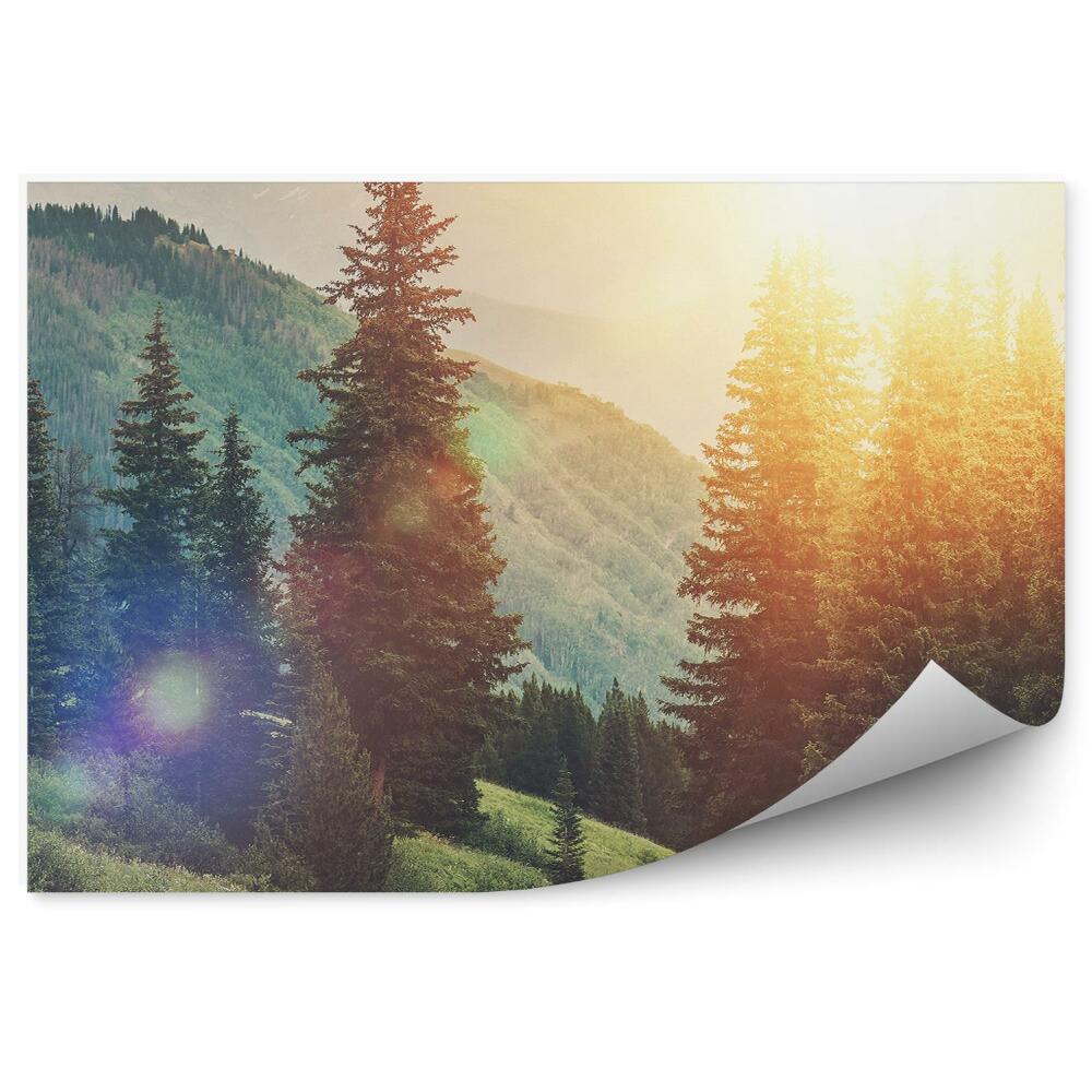 Fototapeta na ścianę Ubita ścieżka wśród drzew choinki las wzgórza