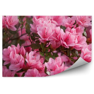 Okleina ścienna Kwitnące różowe azalie