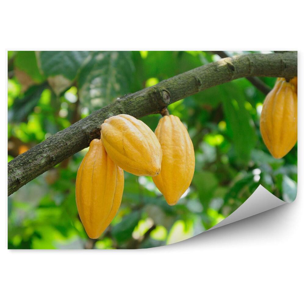 Okleina ścienna Rośliny kakao gałęzie liście