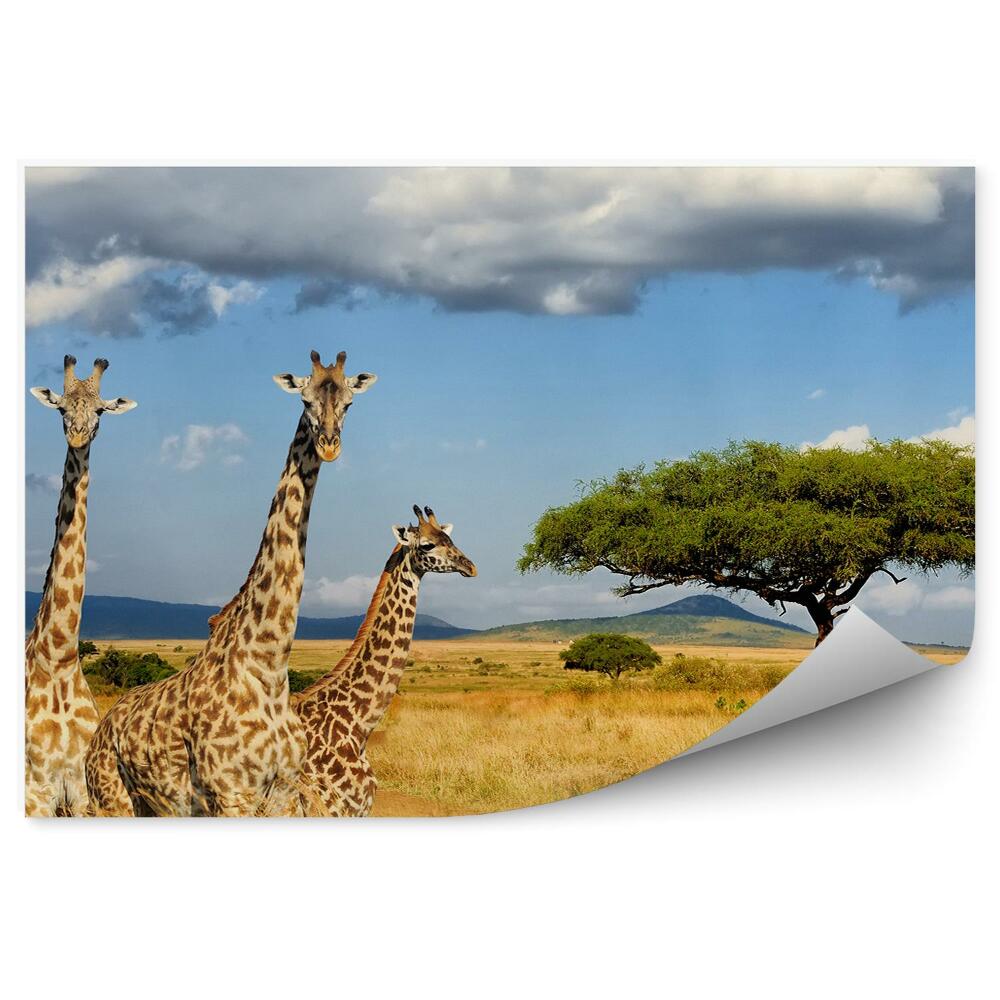 Okleina ścienna Żyrafy kenia afryka roślinność