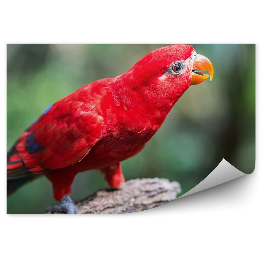 Okleina ścienna Czerwona papuga na gałęzi drzewa