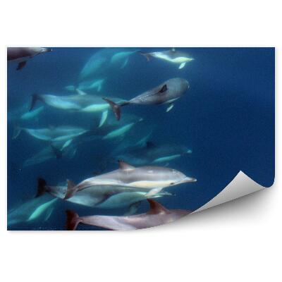 Okleina ścienna Stado delfinów w oceanie