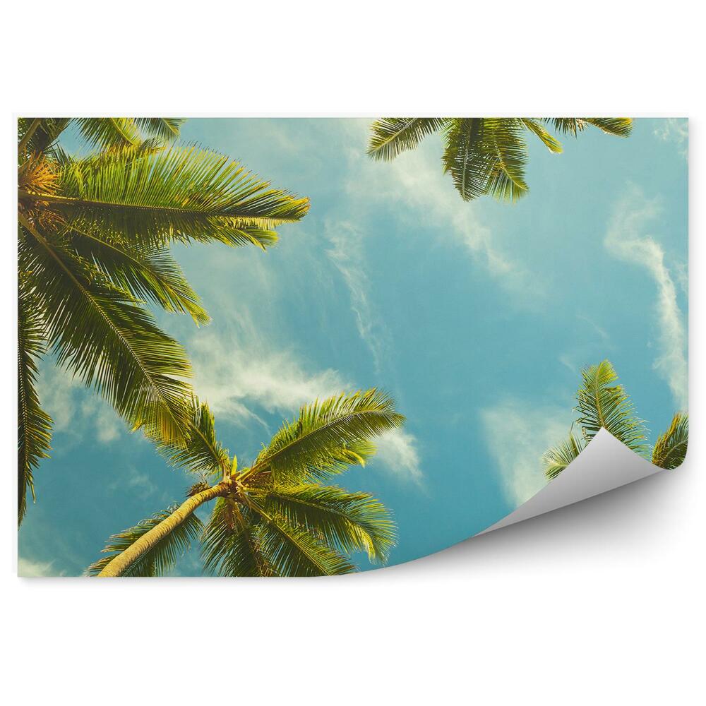 Okleina ścienna Kokosowe palmy pochmurne niebo widok