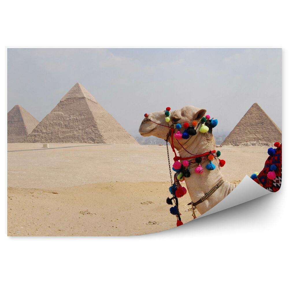 Fototapeta Wielbłąd piramidy egipt horyzont