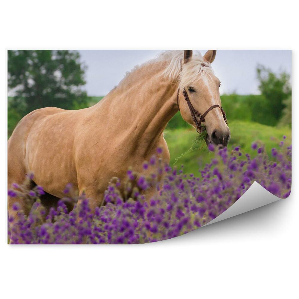 Okleina ścienna Brązowy koń kwiaty fioletowe polana rośliny