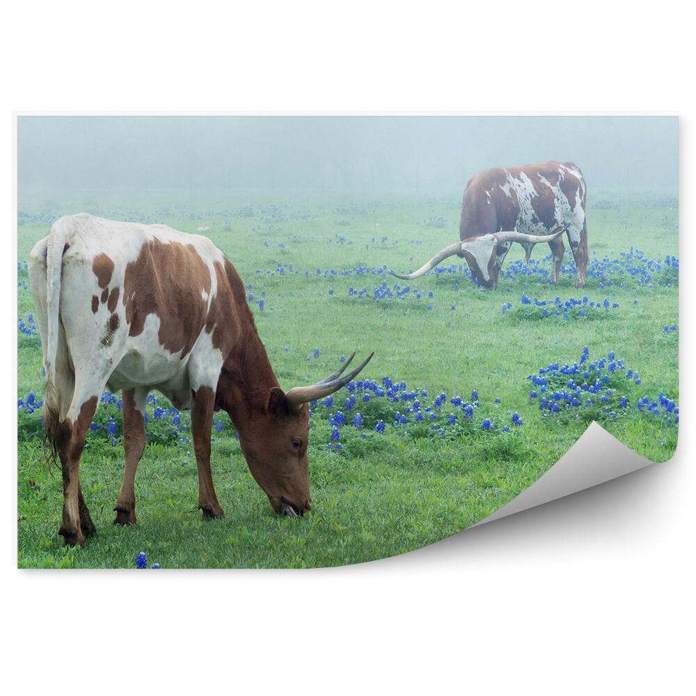 Okleina ścienna Krowy na łące bydło kwiaty trawa mgła