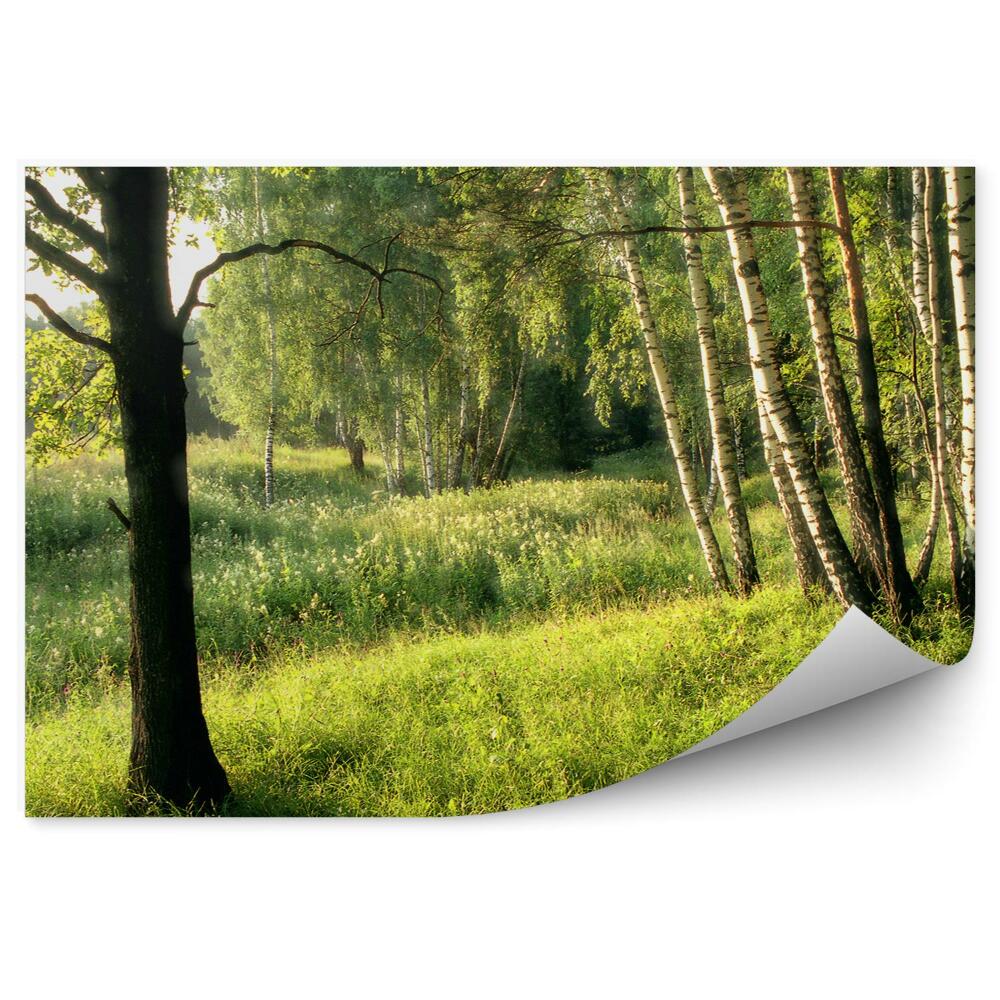 Fototapeta na ścianę Brzozy wśród lasu liściastego łąka