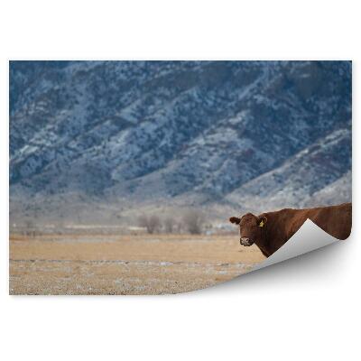 Okleina ścienna Krowa łąka sucha trawa góry