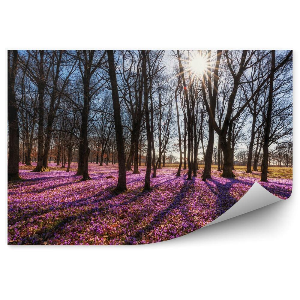 Fototapeta Słoneczny las dywan lilie
