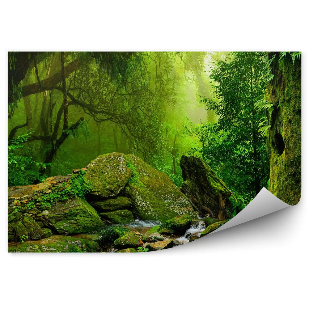 Fototapeta na ścianę Dżungla zieleń przyroda strumyk kamienie