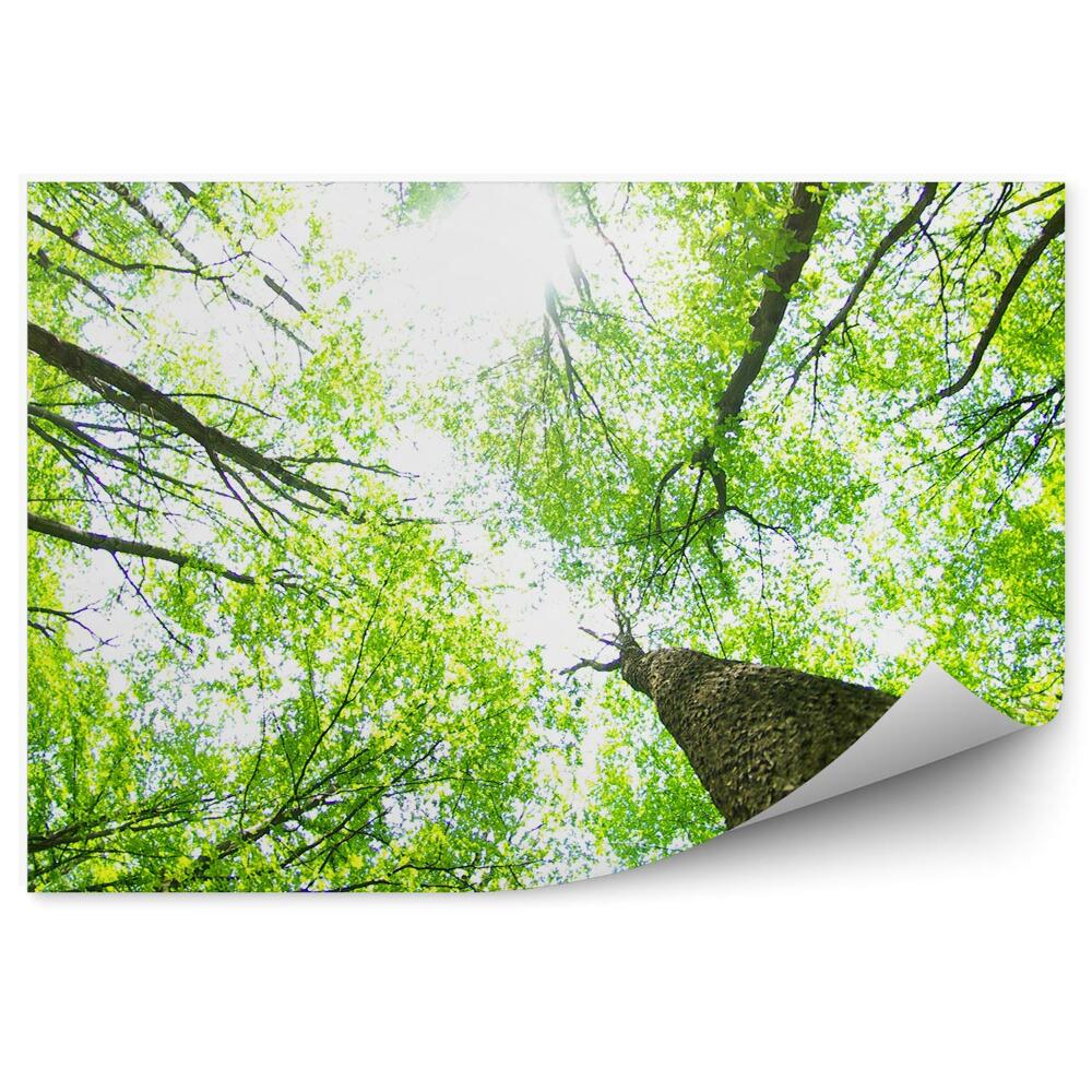 Fototapeta na ścianę Drzewa perspektywa blask światła przyroda