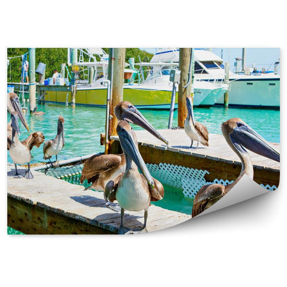 Fototapeta Pelikany floryda ptaki łodzie port