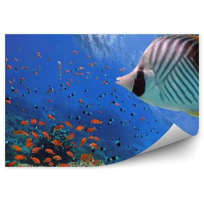 Okleina ścienna Tropikalne ryby i żółw