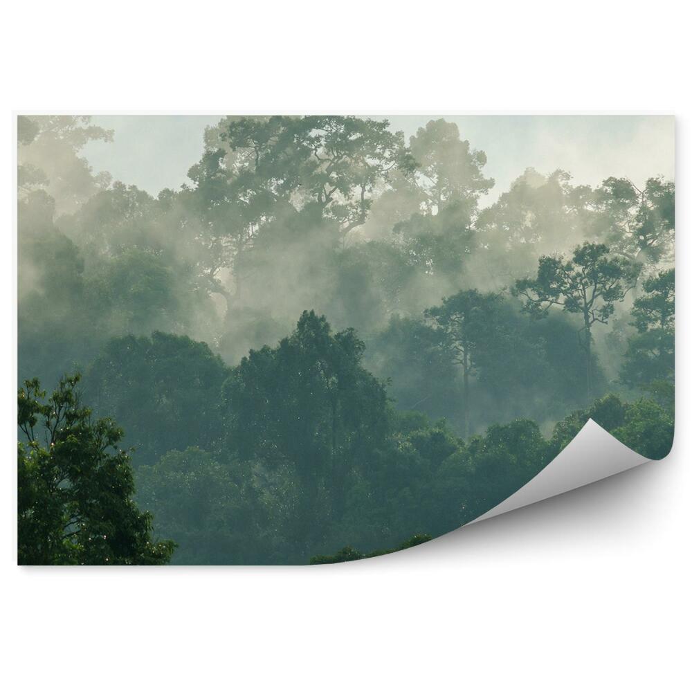 Okleina ścienna Tropikalny las drzewa mgła