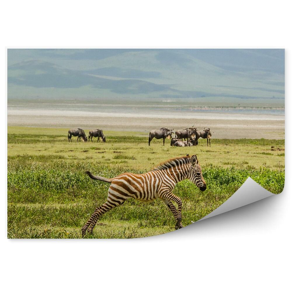 Okleina na ścianę nowo narodzona zebra sawanna Afryka bizony góry natura