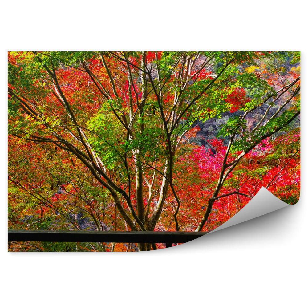 Fototapeta Jesienne kolorowe drzewa za oknem