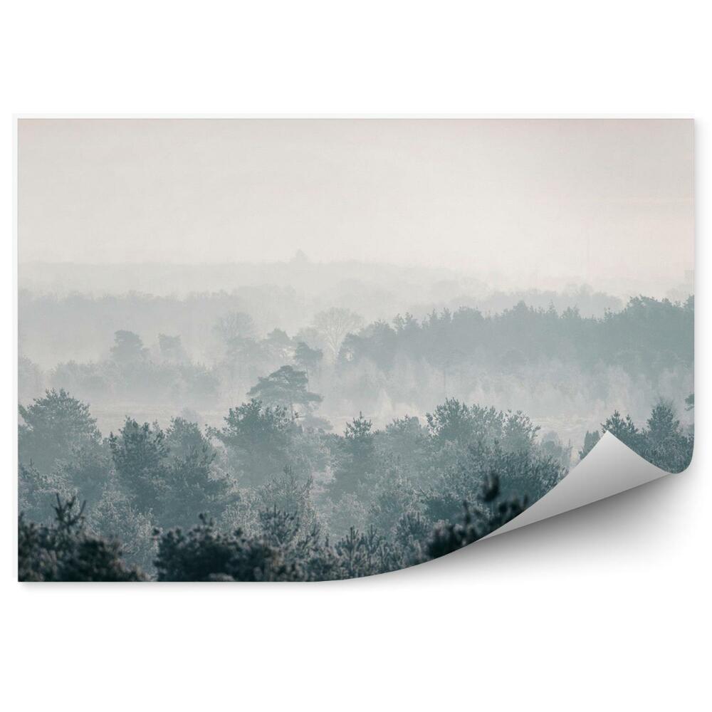 Fototapeta Sosnowy zimowy las we mgle