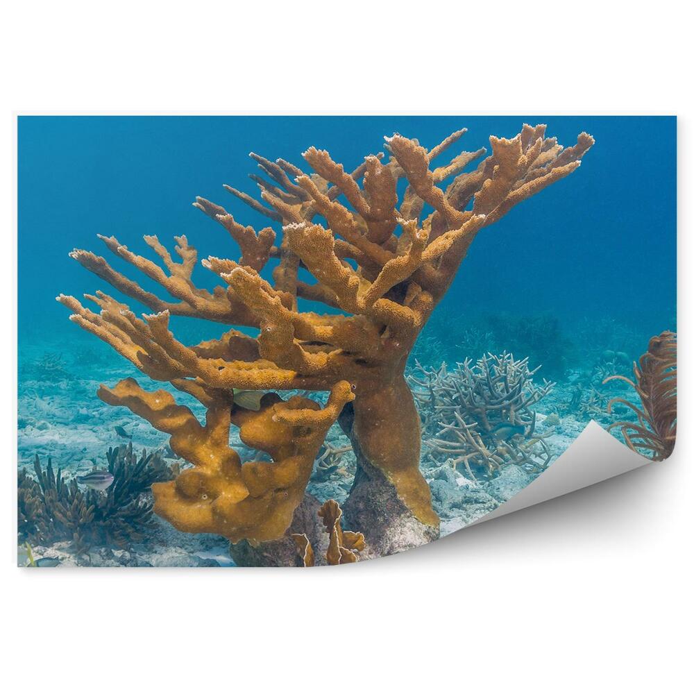 Okleina ścienna Rafa koralowa zbliżenie dno morze woda