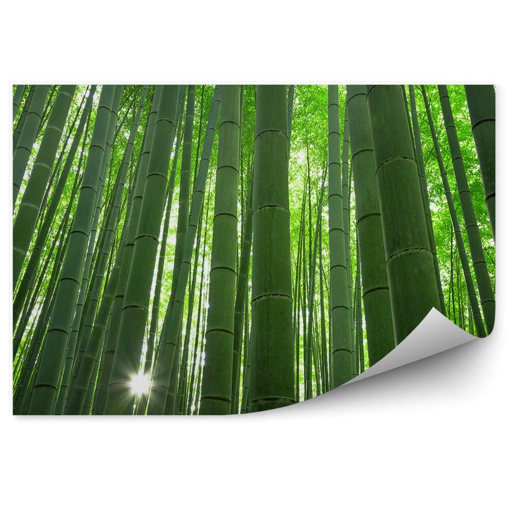 Okleina ścienna Bambusowy wysoki gaj Kioto