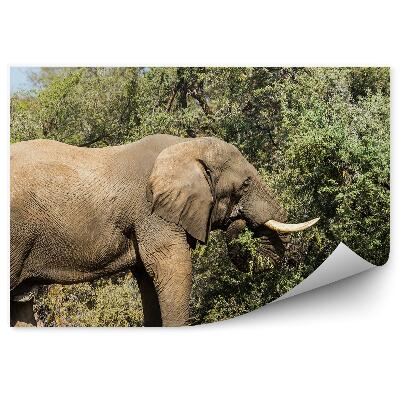 Fototapeta Słoń drzewo liście natura niebo sawanna afryka