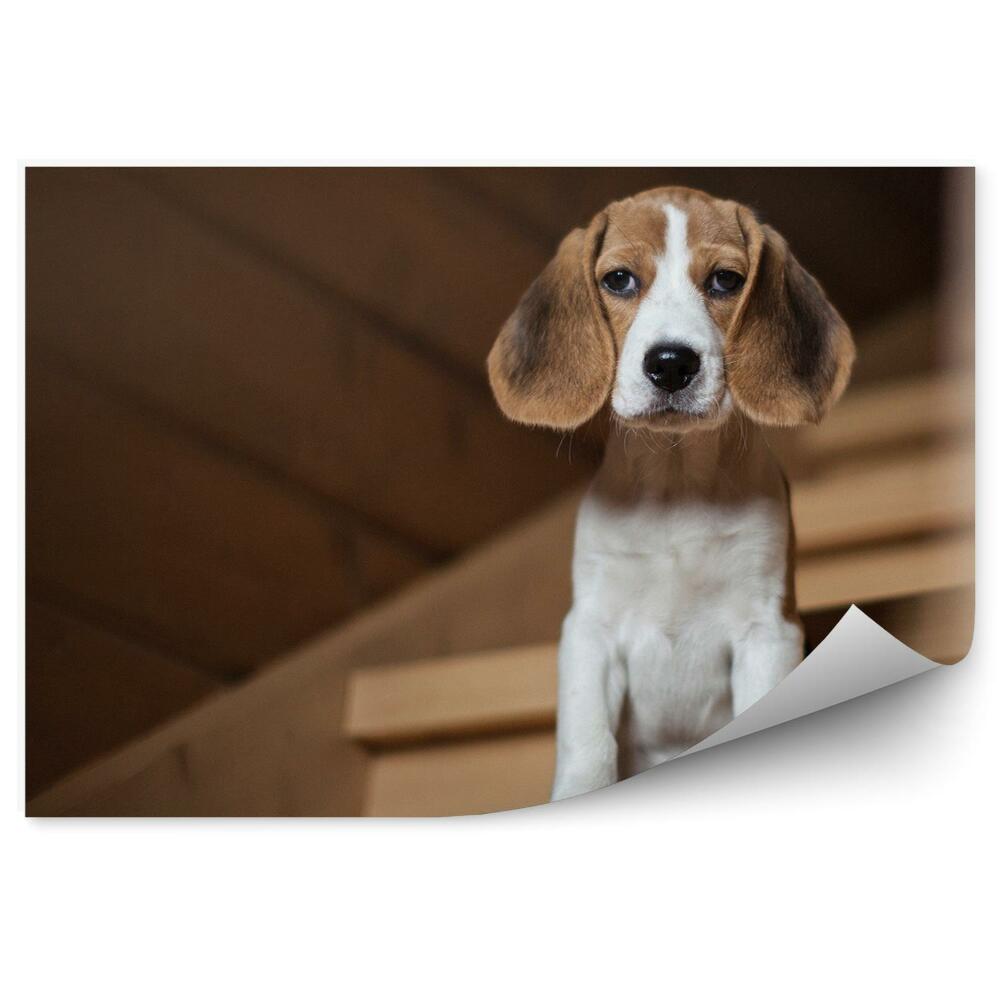 Fototapeta Uroczy szczeniak beagle schody dom
