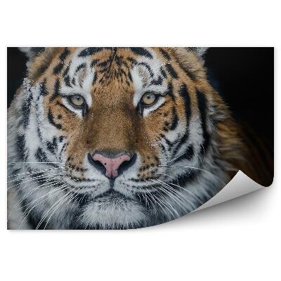 Fototapeta Tygrys amurski