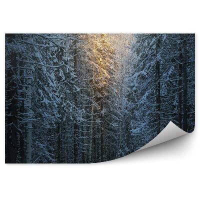 Fototapeta Zimowy las sosnowy