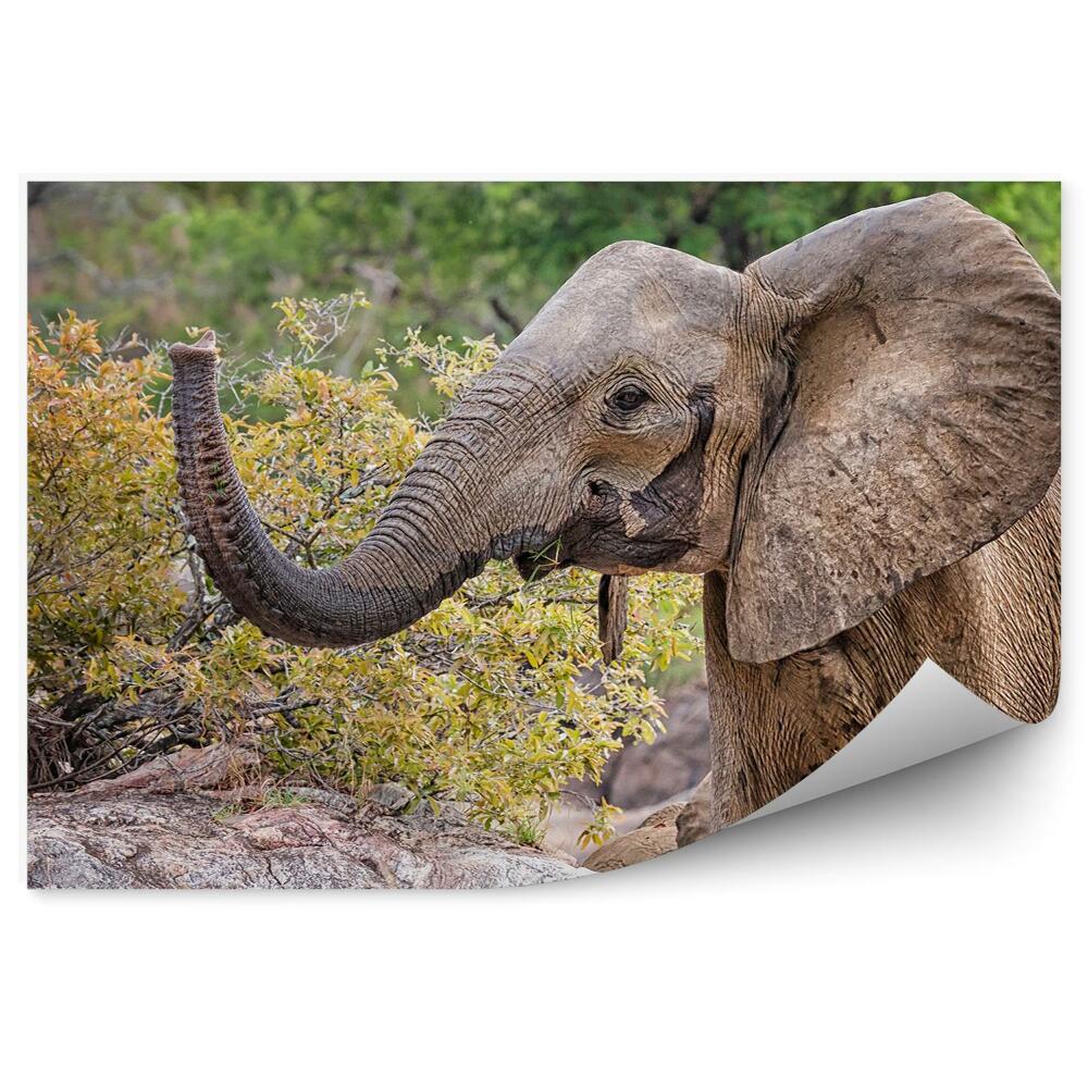 Fototapeta Mały słoń afrykański skały drzewa