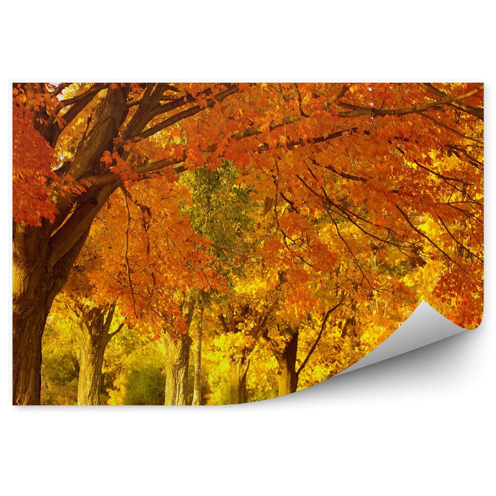 Fototapeta na ścianę Jesień park drzewa pomarańczowe światło