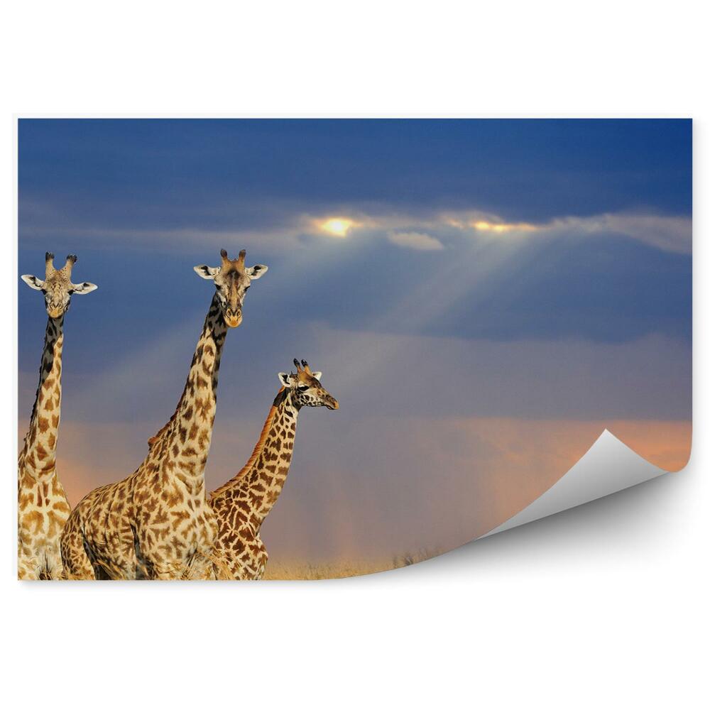 Okleina ścienna Park narodowy pochmurne niebo żyrafy
