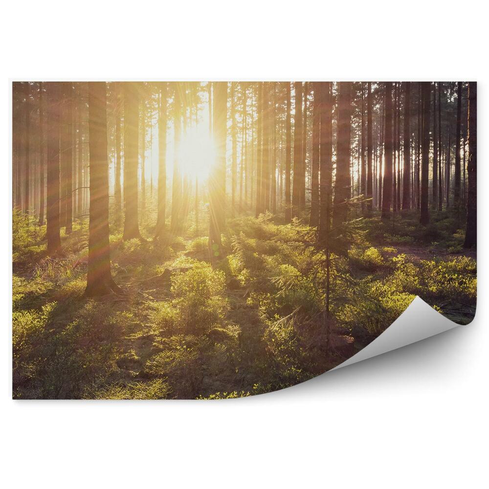 Fototapeta Zielony las krzaki promienie słoneczne