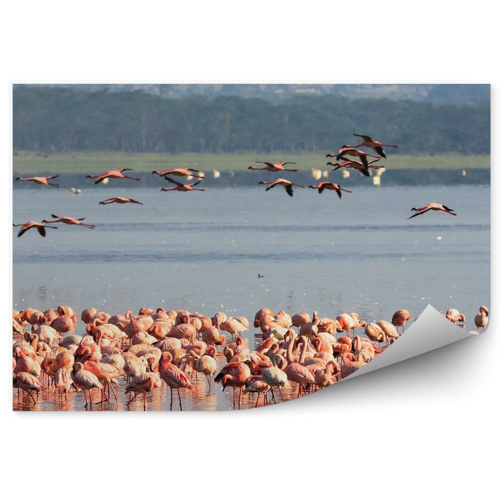 Okleina ścienna Różowe flamingi stado woda zwierzęta