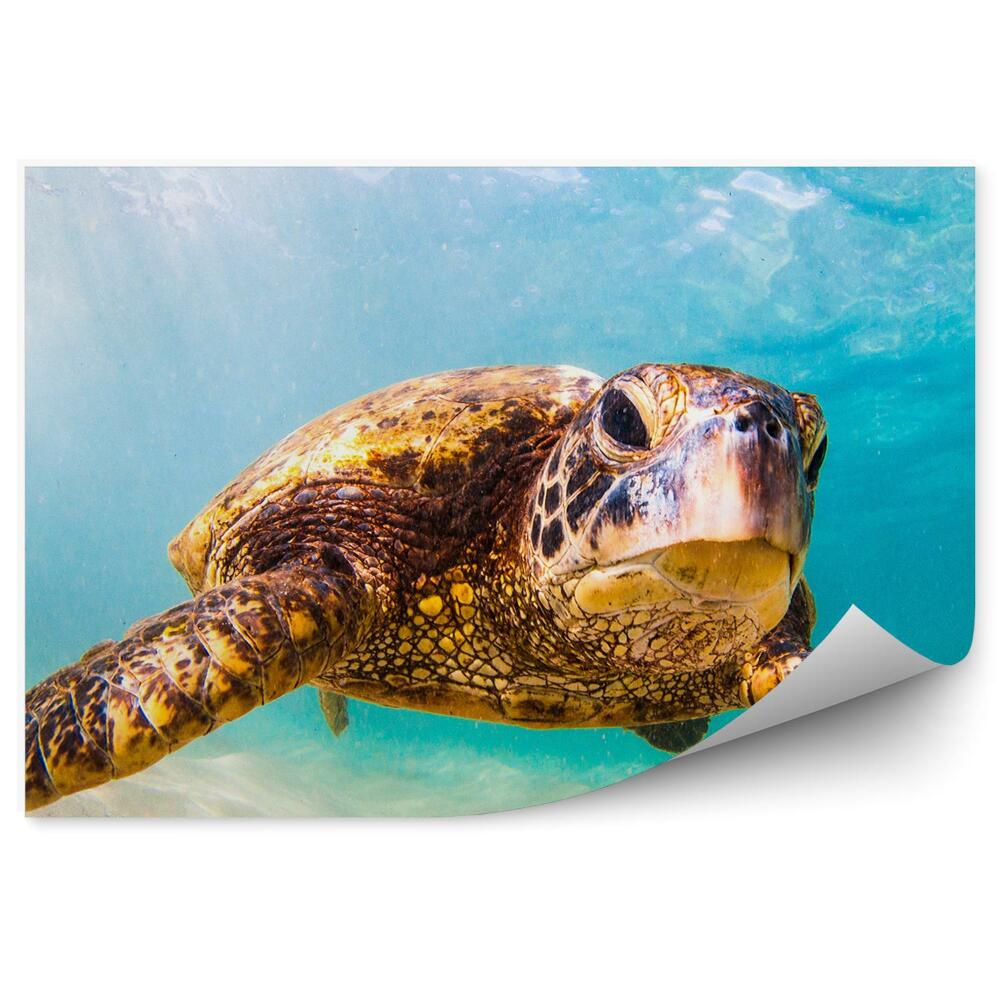 Fototapeta na ścianę żółw plaża niebo Hawaje promienie