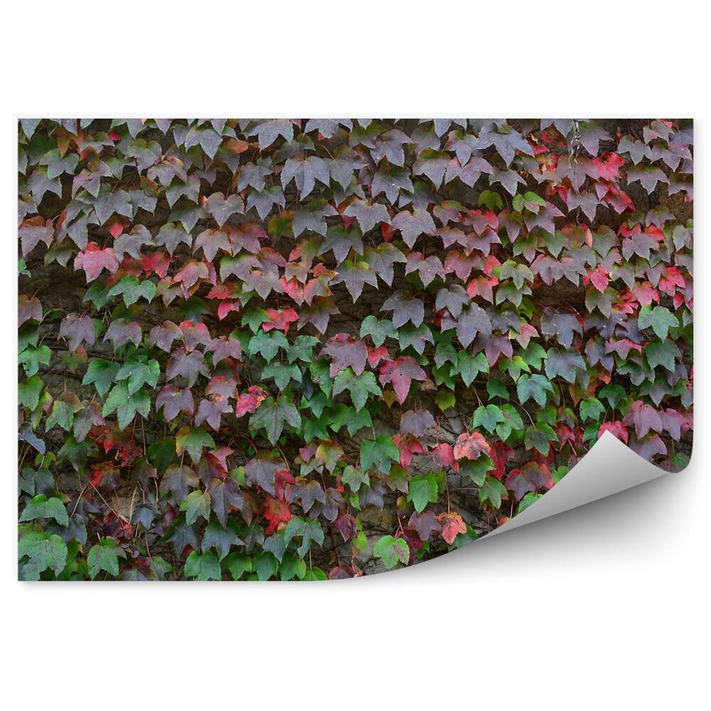 Okleina ścienna Winobluszcz jesień przebarwione liście